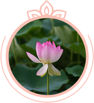 meditationen flower